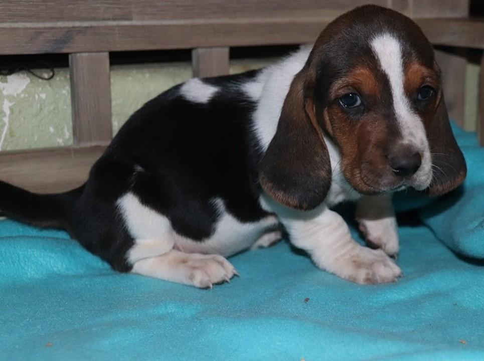 basset hound puppies for sale in california